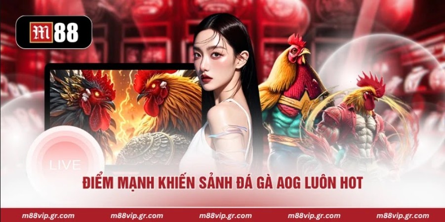 AOG Đá Gà - Sân Chơi Đầy Kịch Tính Và Siêu Lôi Cuốn 2026 Điểm mạnh khiến sảnh đá gà AOG luôn hot